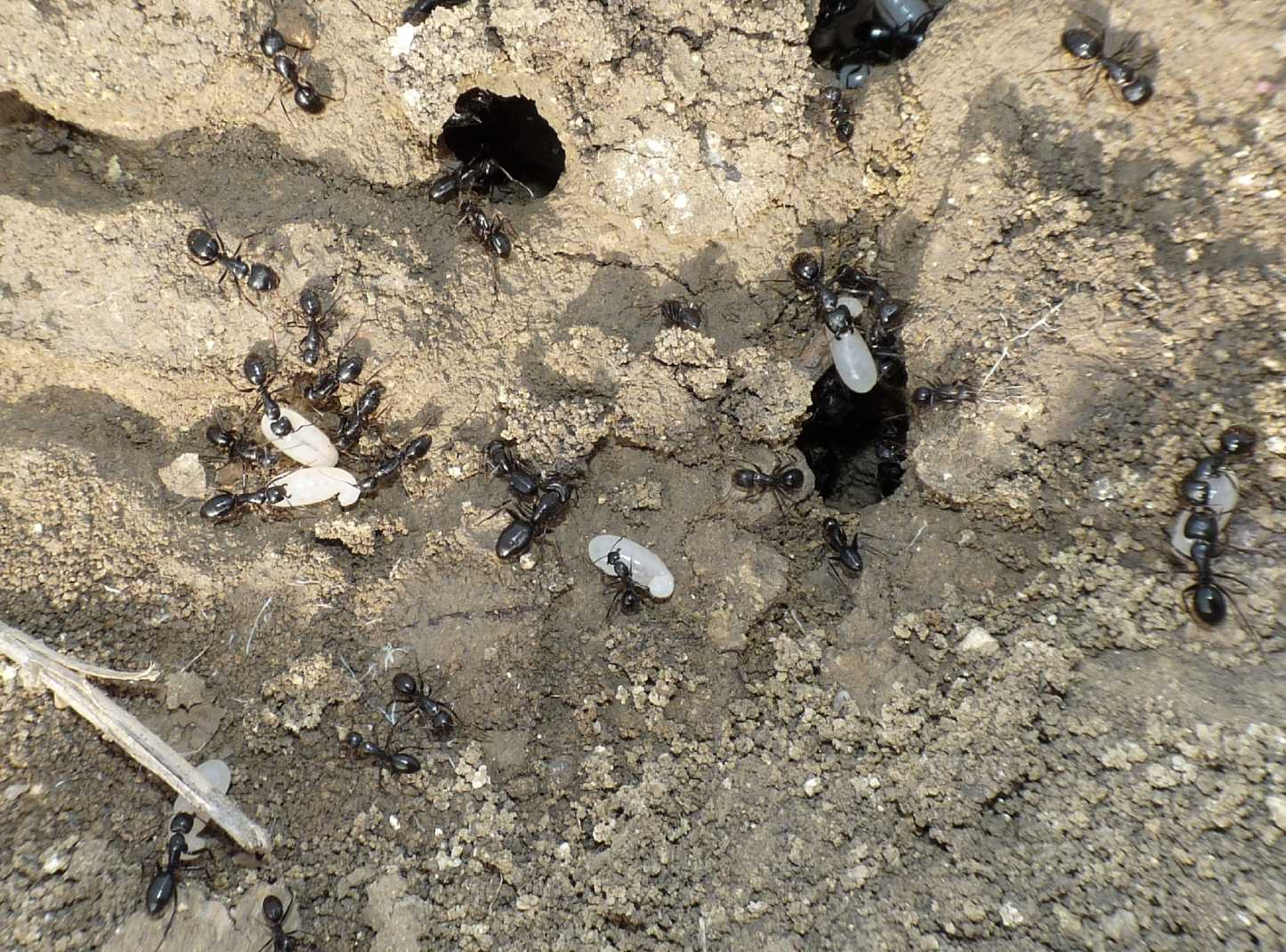 Camponotus aethiops (Formicidae)